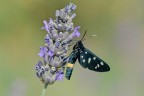 Syntomis phegea in alimentazione con ospite Syntomis phegea in alimentazione con ospite