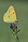 Colias crocea su erba medica