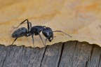 La formica e la foglia La formica e la foglia