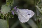 Macro_Lariano_Ago2024_3 Macro_Lariano_Ago2024_3