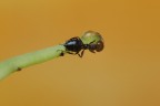 Formica assetata Formica assetata