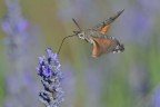 Macroglossum