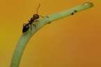Formica II Formica II