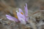 primavera primavera