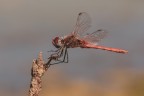 DragonFly_Ago2024