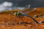 Anax Imperator - 1 Anax Imperator - 1