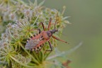 Rhynocoris iracundus (cimice assassina)
