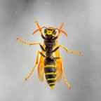 In una uggiosa giornata di pioggia.
Commenti e critiche sempre ben accetti.