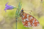 Boloria euphrosyne Boloria euphrosyne
