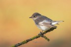 Balia-nera_DSC04727 Balia-nera_DSC04727