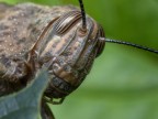 Locusta Locusta