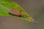 Coreus marginatus Coreus marginatus