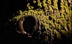 Occhio arboreo Occhio arboreo