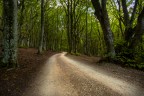 c'� una strada nel bosco