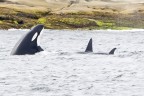 Orca 2 Orca 2