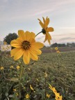 🌼 Fiore giallo 🌼 🌼 Fiore giallo 🌼