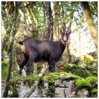 camoscio nel bosco in controluce