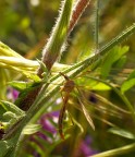Cranefly Cranefly