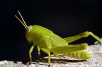 smeraldo