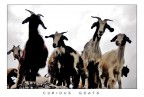 curious goats curious goats