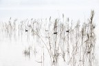 Natura in bianco Natura in bianco
