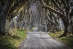 The Dark Hedges The Dark Hedges