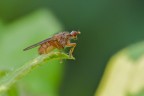 Stercoraria
