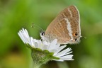 Lampides boeticus