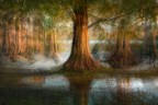 Flooded forest Flooded forest