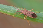 Coreus marginatus