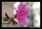 fiore fiore