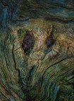 urlo arboreo urlo arboreo