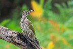 Picchio-verde-giovane_DSC0443