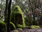 Nel bosco Nel bosco