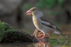 Frosone_0054 Frosone_0054