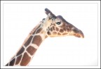 giraffa in high key giraffa in high key