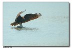 Falco di palude con pranzo Falco di palude con pranzo
