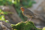 Pettirosso_Erithacus-rubecula_DSC07832