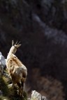 Camoscio2, uno sguardo verso il basso Camoscio2, uno sguardo verso il basso