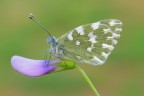 Pontia edusa Pontia edusa