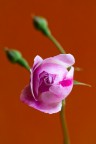 Rosa rosa Rosa rosa