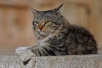 Gatto fiero Gatto fiero