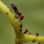 Formica Formica