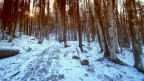 Controluce nel bosco invernale