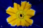 primula primula