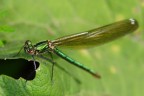 Libellula