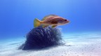 Epinephelus costae Epinephelus costae