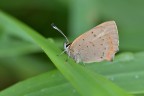 Lycaena phlaeas