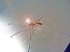 iononpungo iononpungo