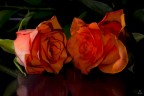 Two roses Two roses